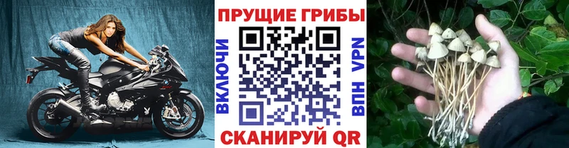 Псилоцибиновые грибы GOLDEN TEACHER Закаменск